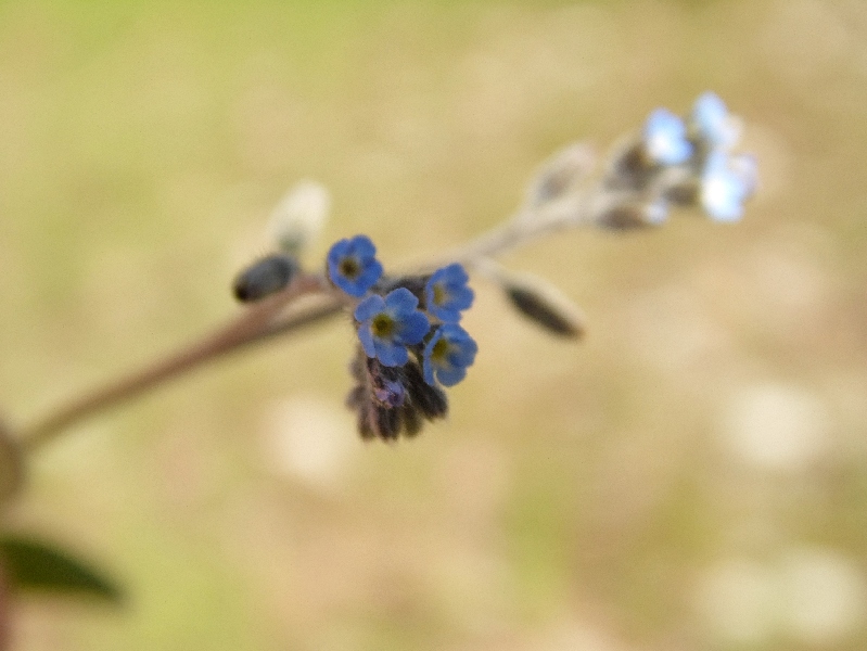 Parco del ticino 14.4.13